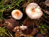 Agaricus semotus image