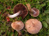 Agaricus cupreobrunneus image