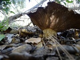 Lactarius argillaceifolius var. megacarpus image