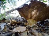 Lactarius argillaceifolius image