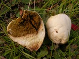 Lycoperdon pratense image