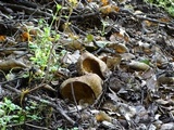Lactarius argillaceifolius image
