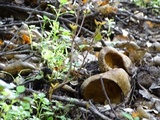 Lactarius argillaceifolius image