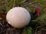 Lycoperdon pratense image