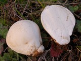 Lycoperdon pratense image