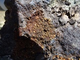 Lecanora mellea image