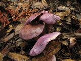 Cortinarius traganus image