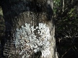 Parmelina coleae image
