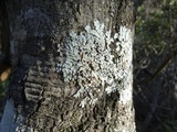 Parmelina coleae image