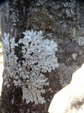 Parmelina coleae image