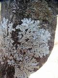 Parmelina coleae image