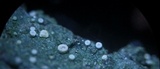 Dimerella pineti image