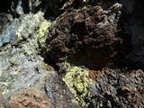 Acarospora socialis image
