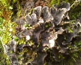 Peltigera membranacea image