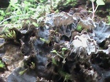 Peltigera membranacea image