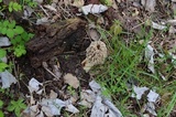 Morchella americana image