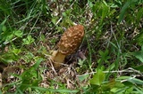Morchella americana image