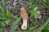 Morchella americana image