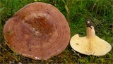 Lactarius hysginus image
