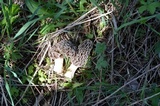 Morchella americana image