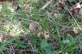 Morchella americana image