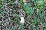 Morchella americana image
