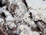 Ceratiomyxa fruticulosa var. fruticulosa image