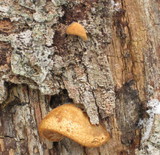 Tectella patellaris image