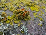 Xanthoria candelaria image