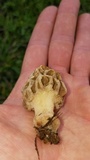 Morchella americana image