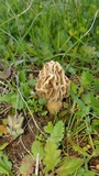 Morchella americana image