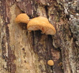 Tectella patellaris image