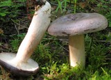 Lactarius trivialis image