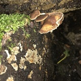 Gymnopus brassicolens var. brassicolens image