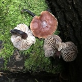 Gymnopus brassicolens var. brassicolens image