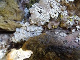 Peltula euploca image
