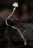 Mycena aciculata image