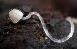 Mycena aciculata image