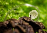 Mycena aciculata image