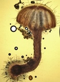 Mycena aciculata image