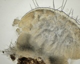 Mycena aciculata image