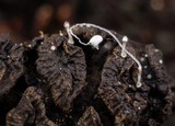 Mycena aciculata image