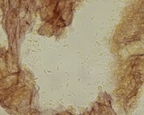 Mycena aciculata image