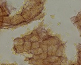 Mycena aciculata image