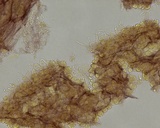 Mycena aciculata image