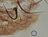Mycena aciculata image