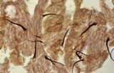 Mycena aciculata image