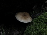 Pluteus exilis image