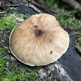 Pluteus exilis image