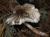 Lepiota flammeatincta image